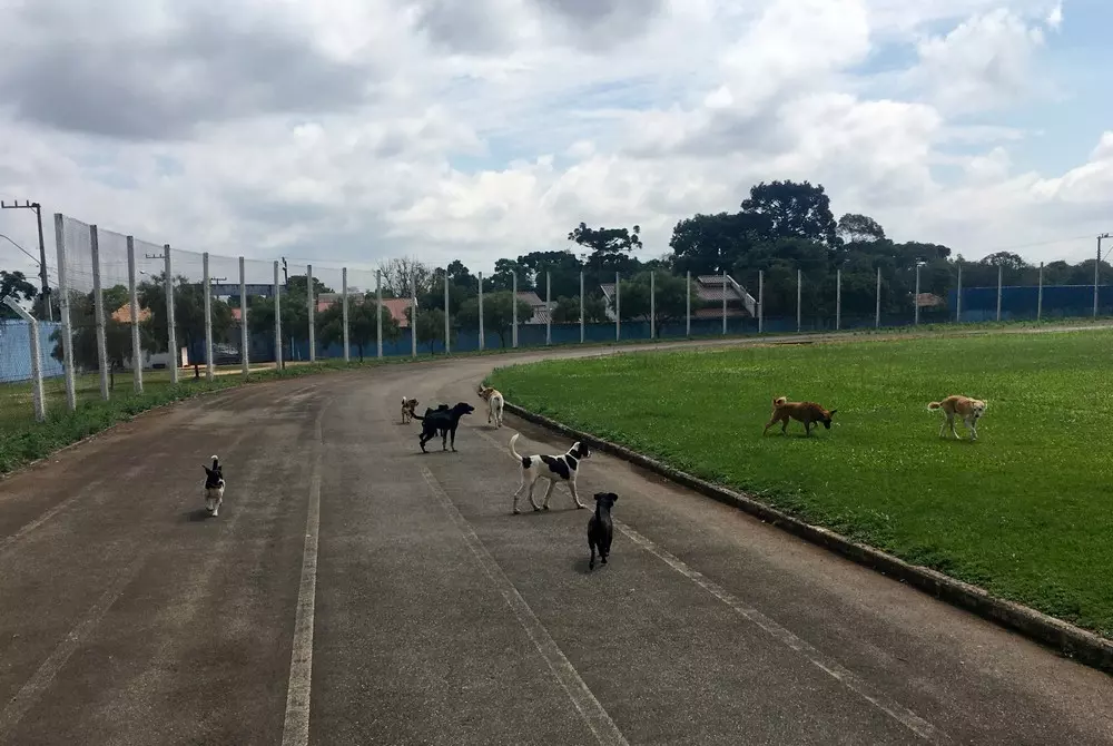 Cães que foram acolhidos pela Prefeitura de Rio Negro começam a retornar para suas famílias